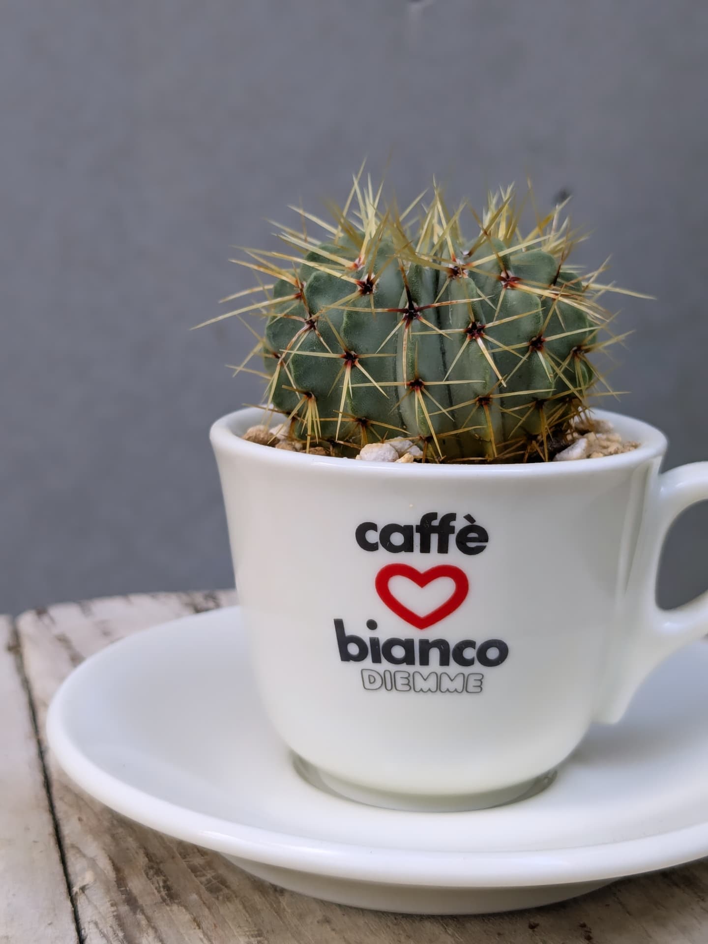 Ginori Cup Cactus