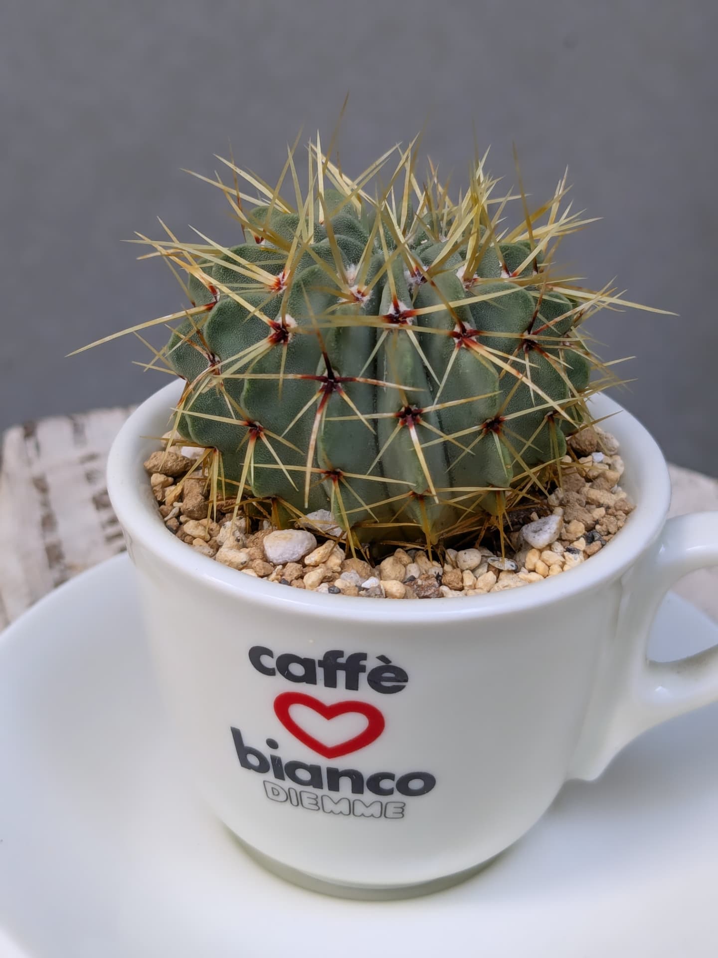 Ginori Cup Cactus