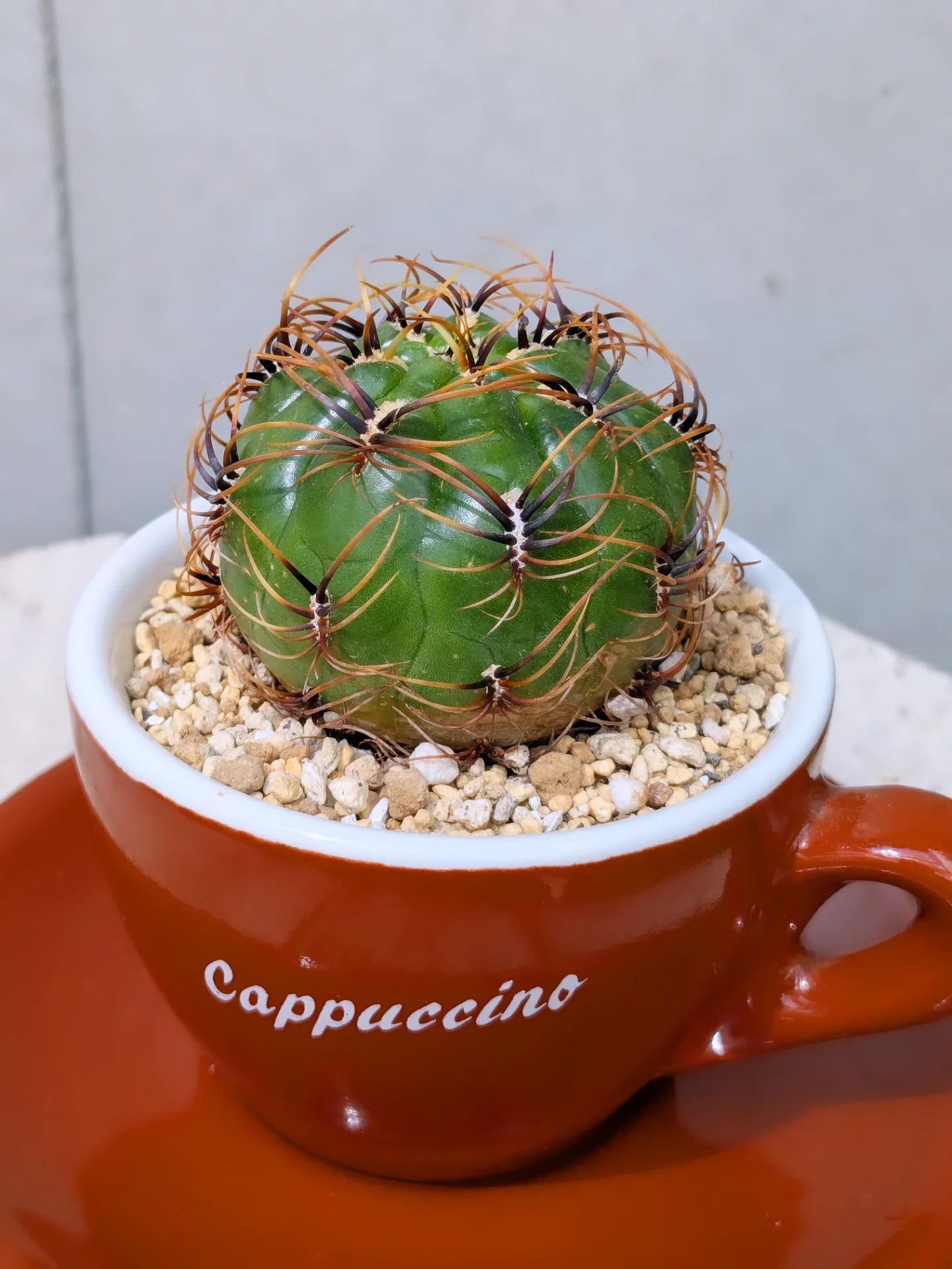 Cappuccino Cactus