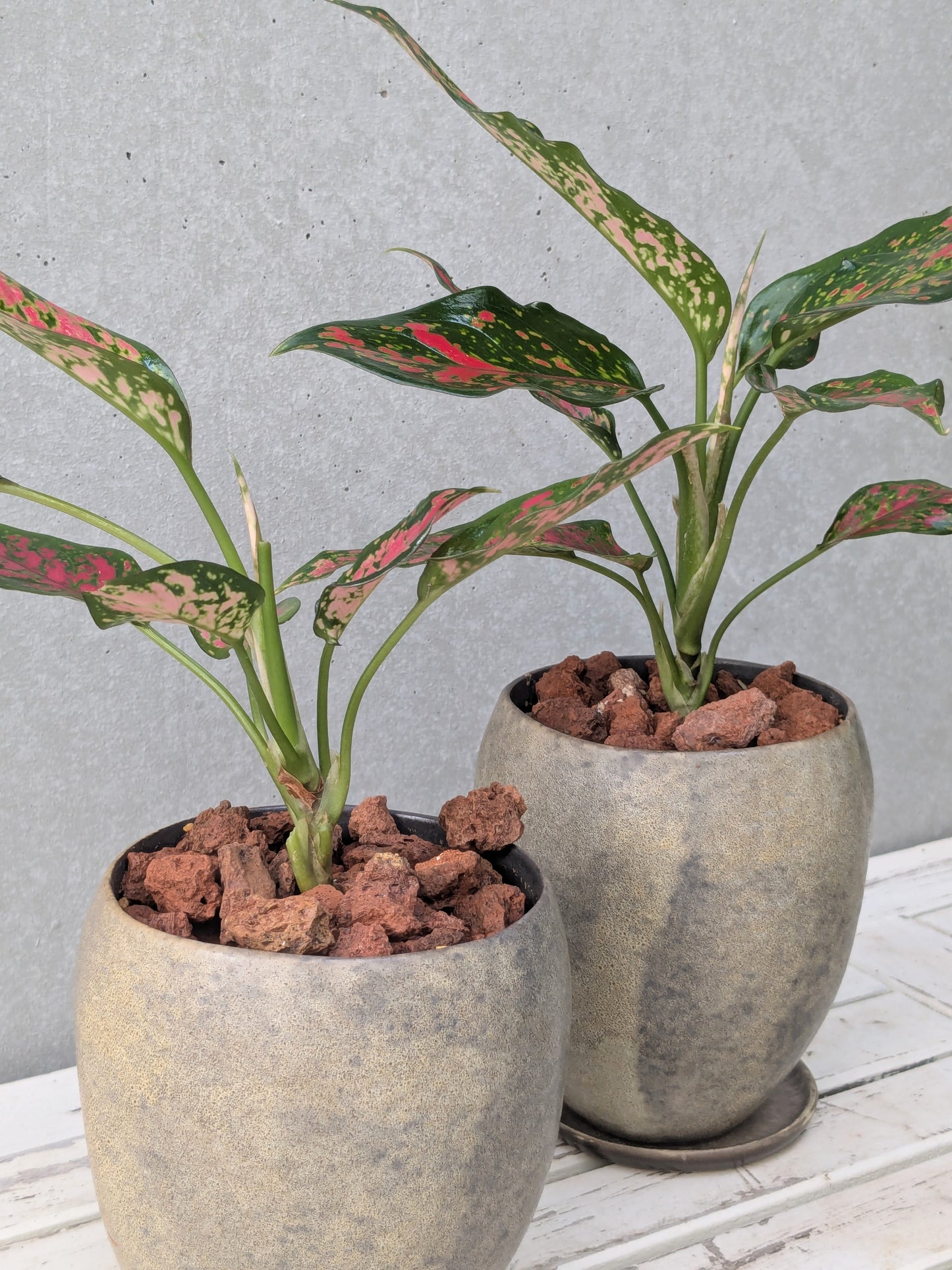 Aglaonema Anyamanee Red