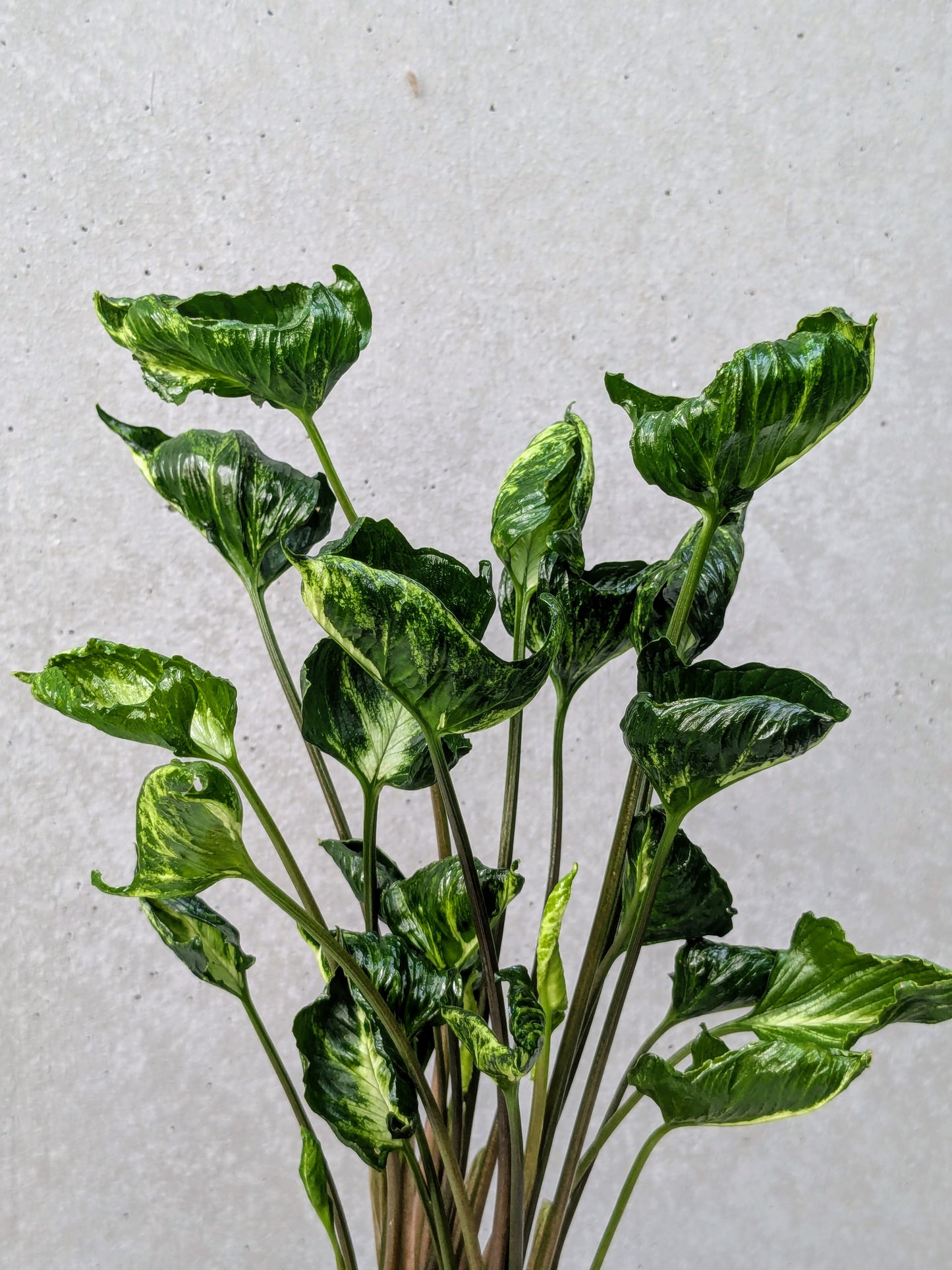 Sygonium Shrink Heart