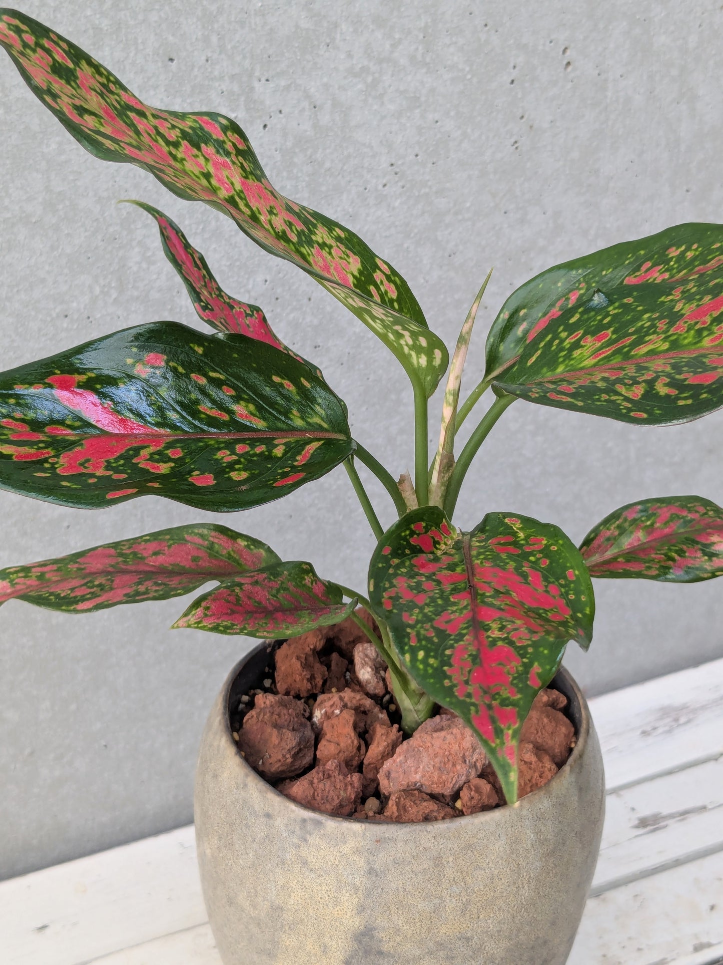 Aglaonema Anyamanee Red