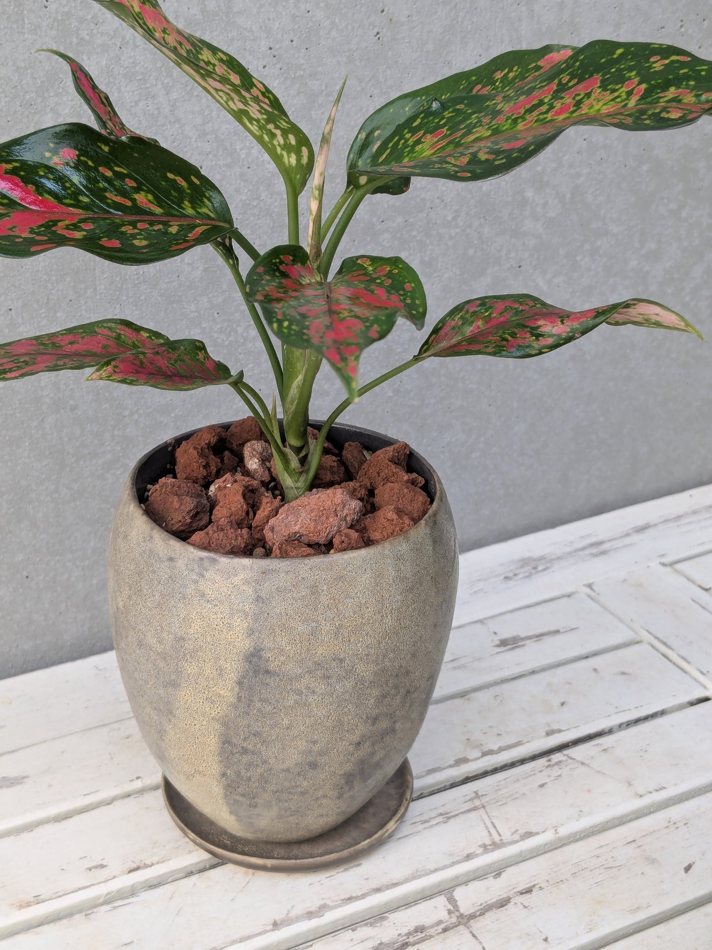 Aglaonema Anyamanee Red