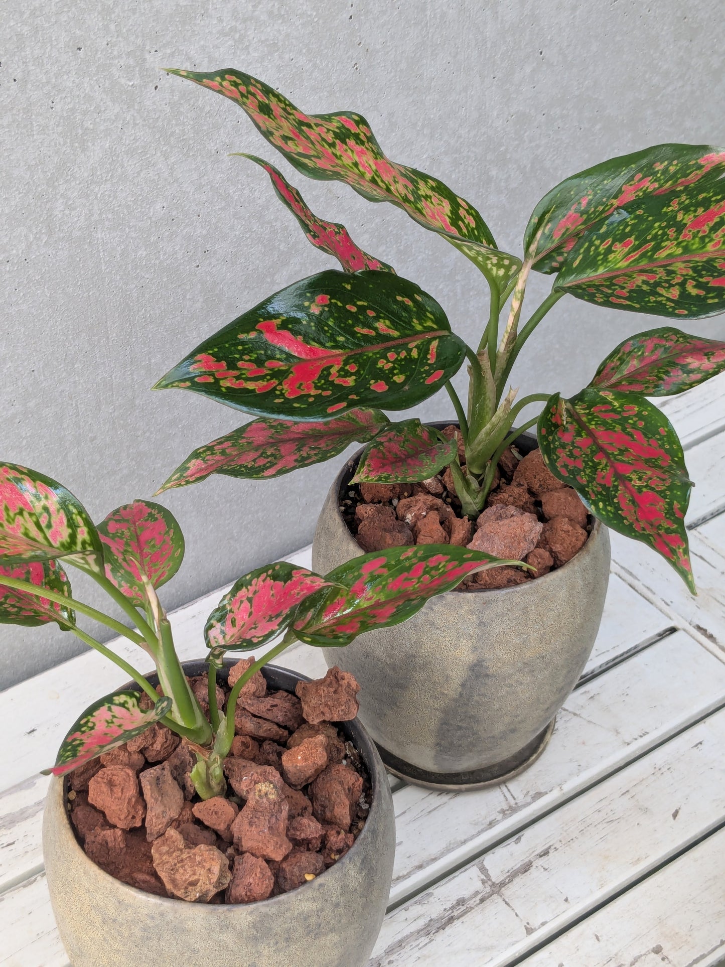 Aglaonema Anyamanee Red