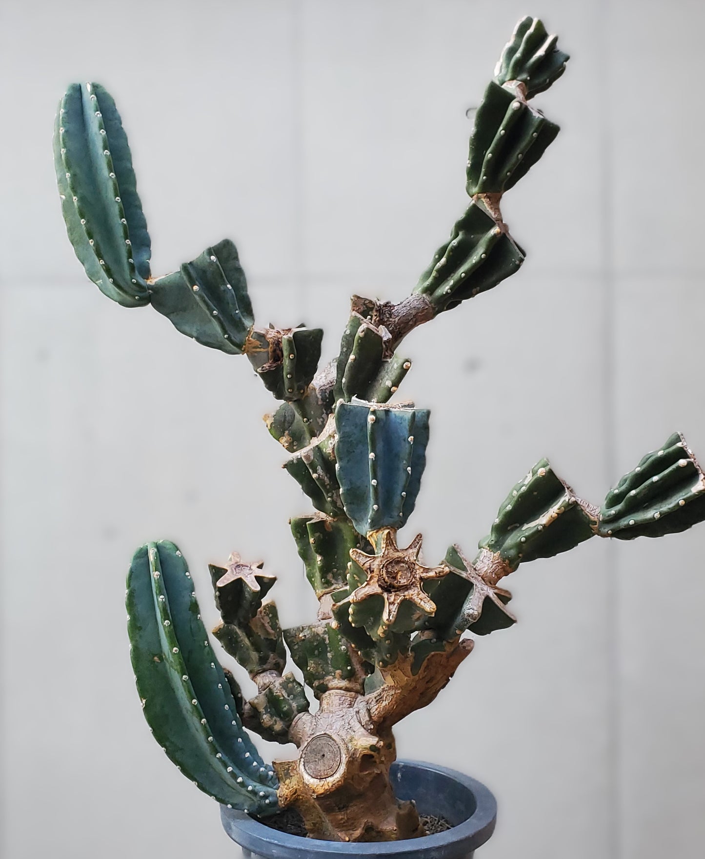 Branch Cactus L