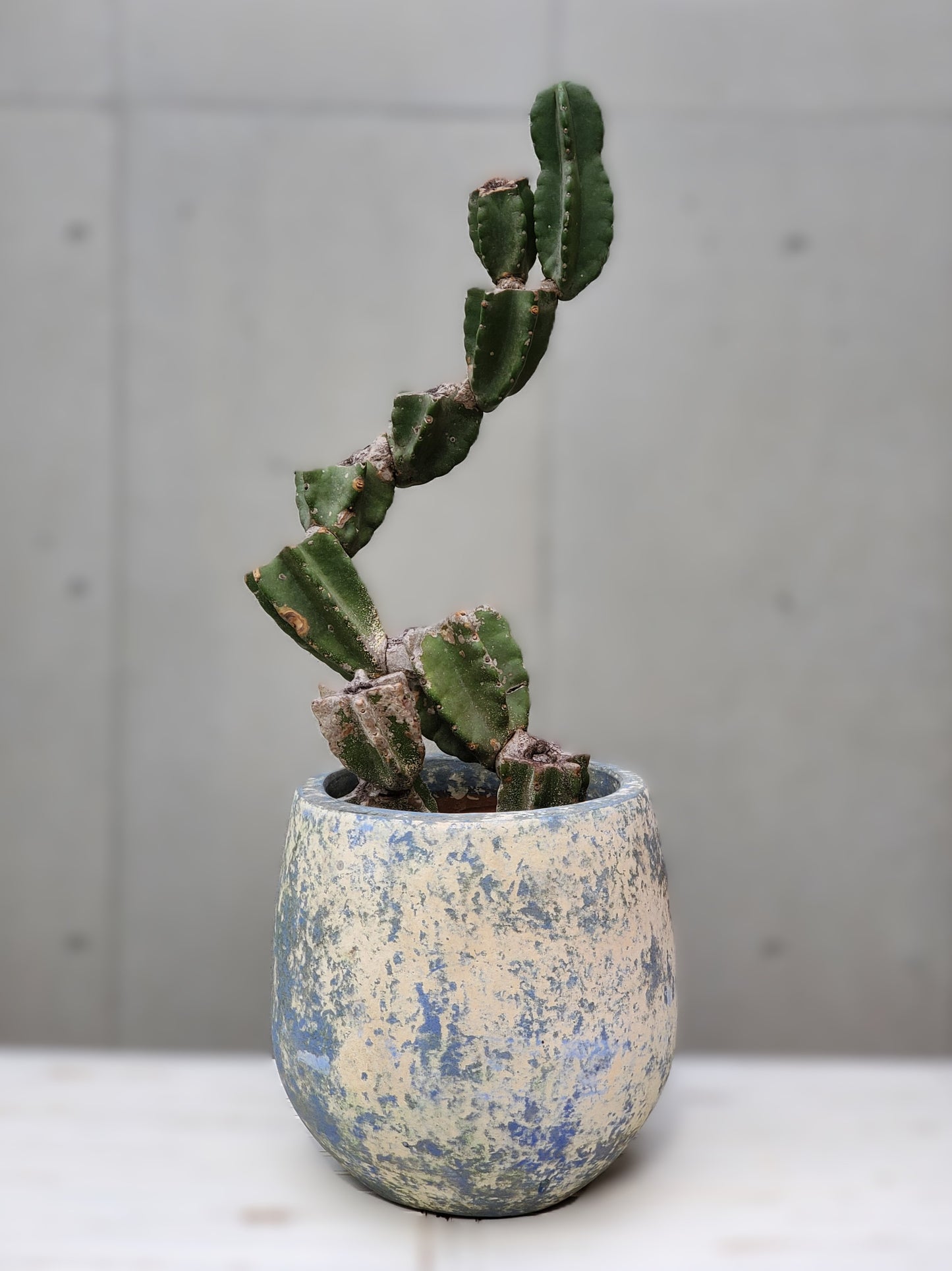 Branch Cactus M