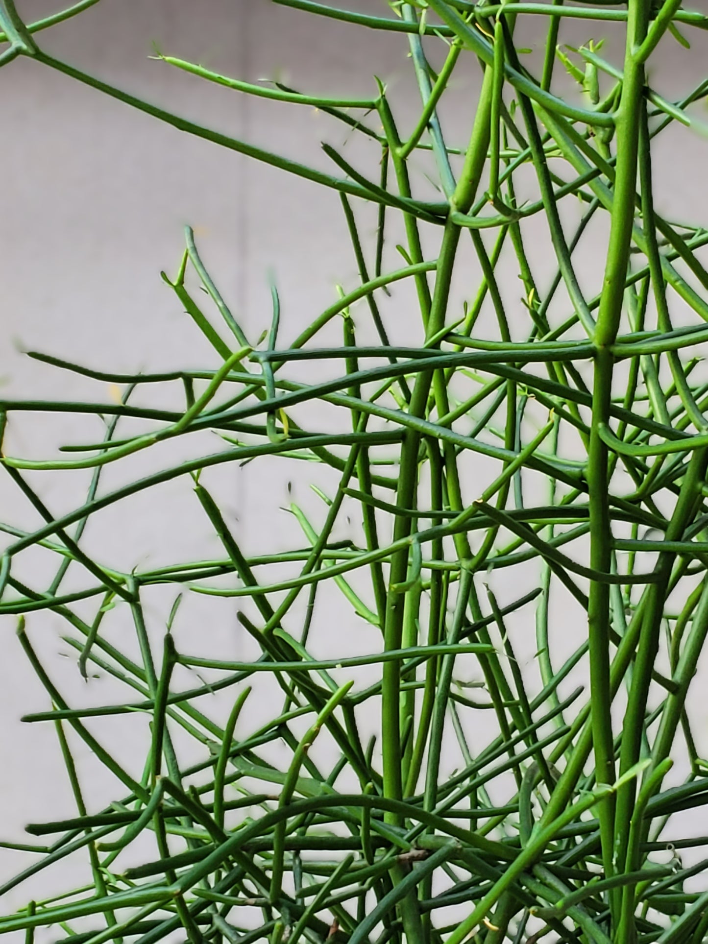 Euphorbia Milkbush