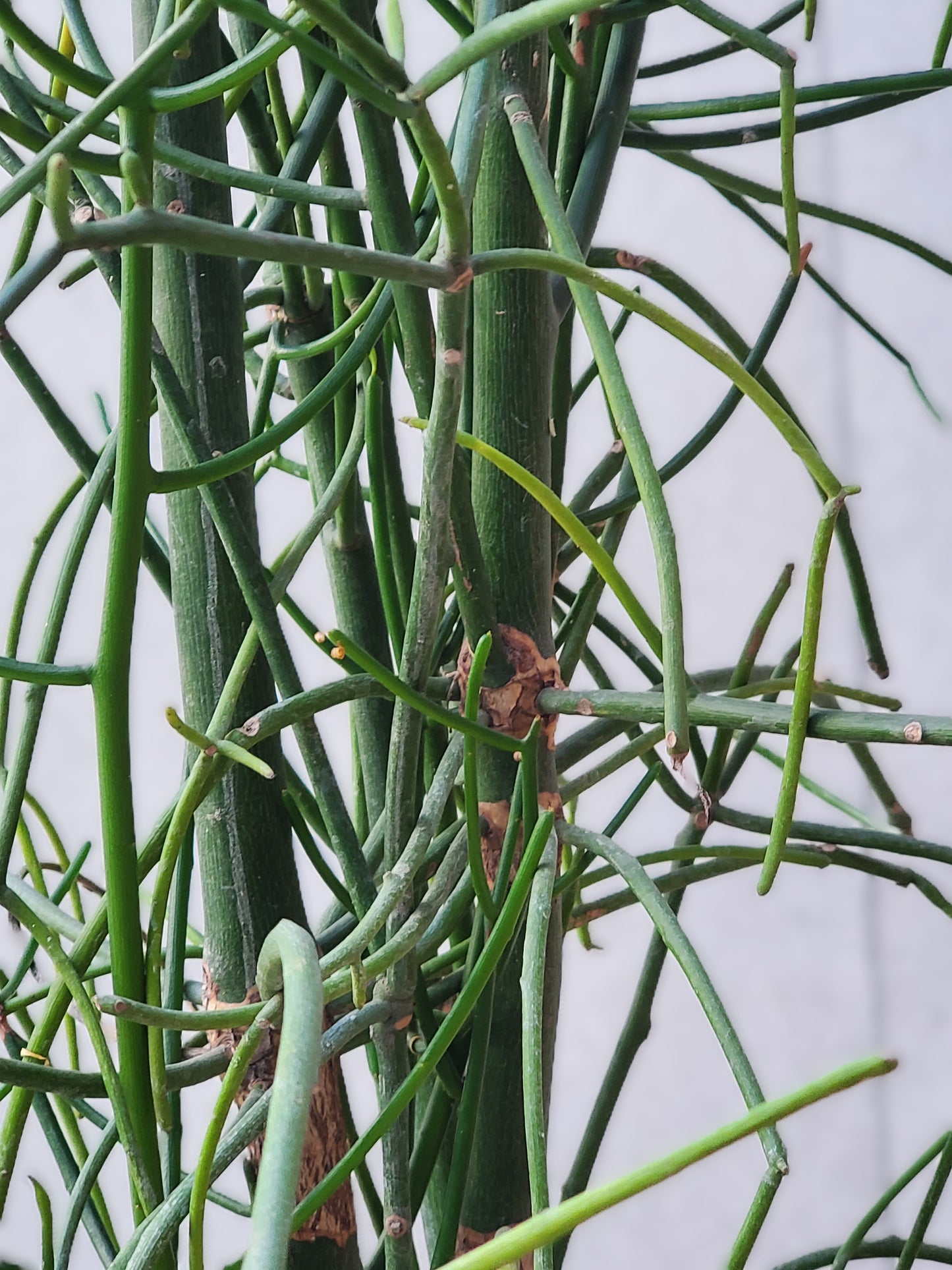 Euphorbia Milkbush