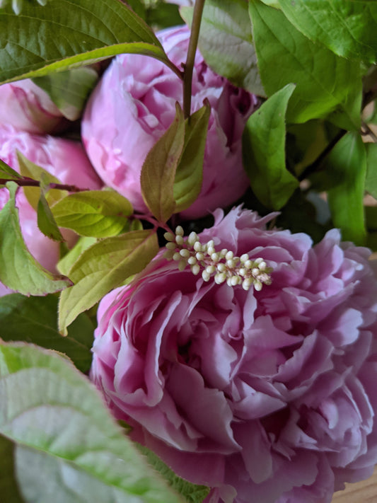 【店頭受取】Peony Bouquet