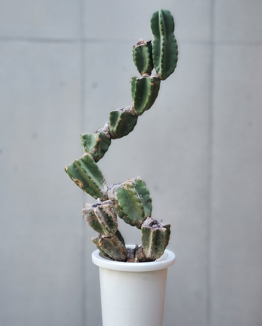 Branch Cactus M