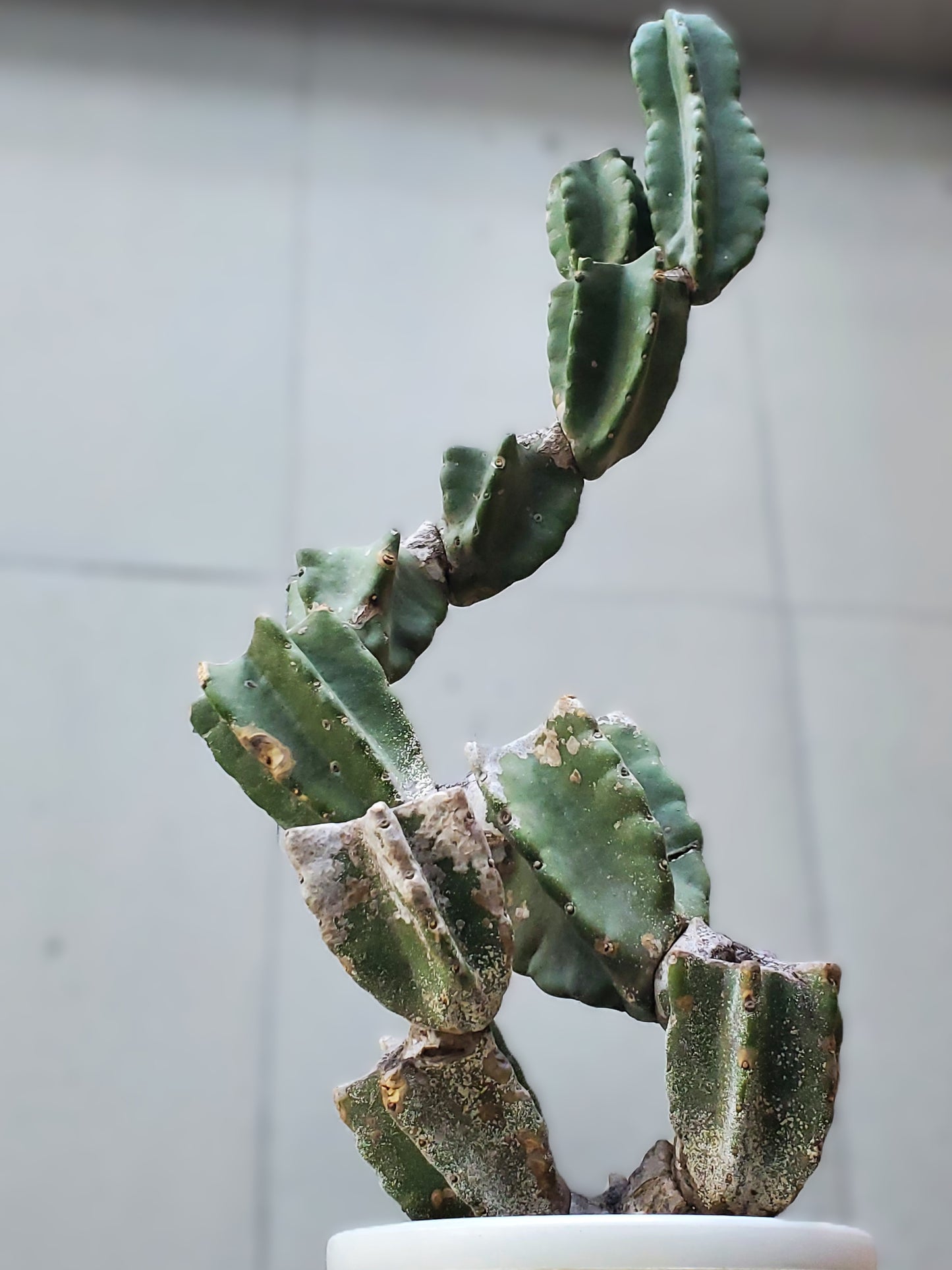 Branch Cactus M