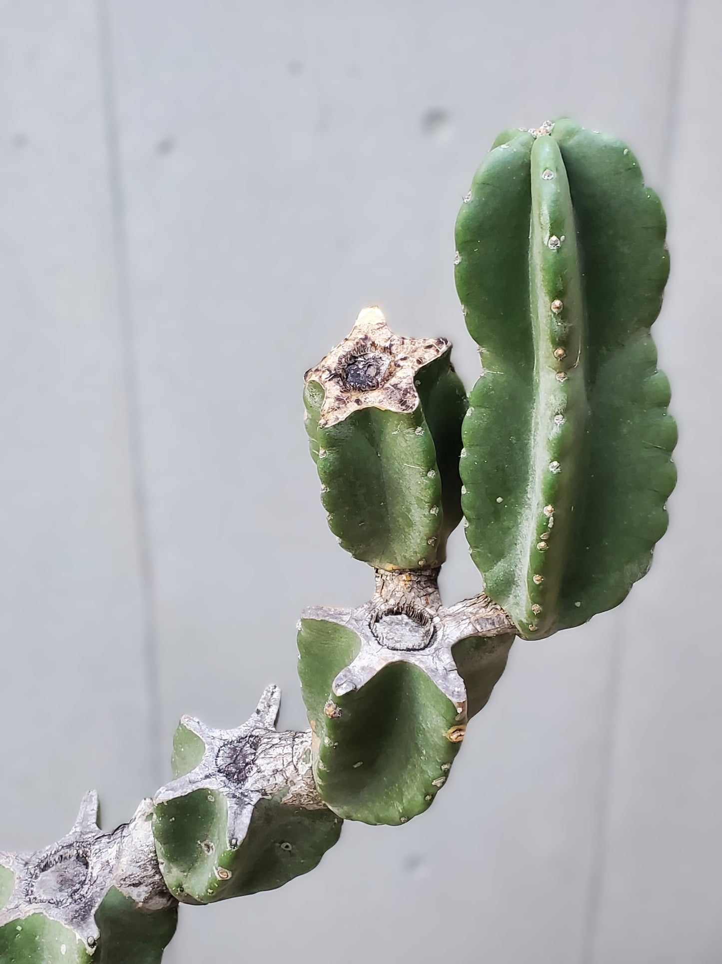 Branch Cactus M