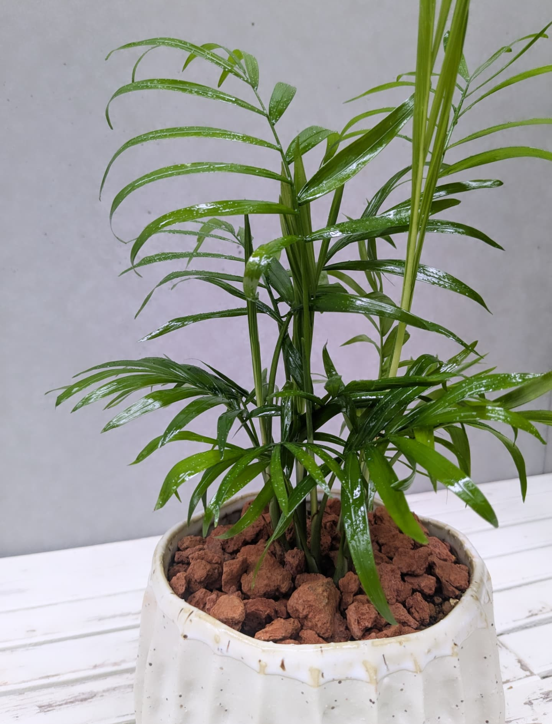 Table Palm