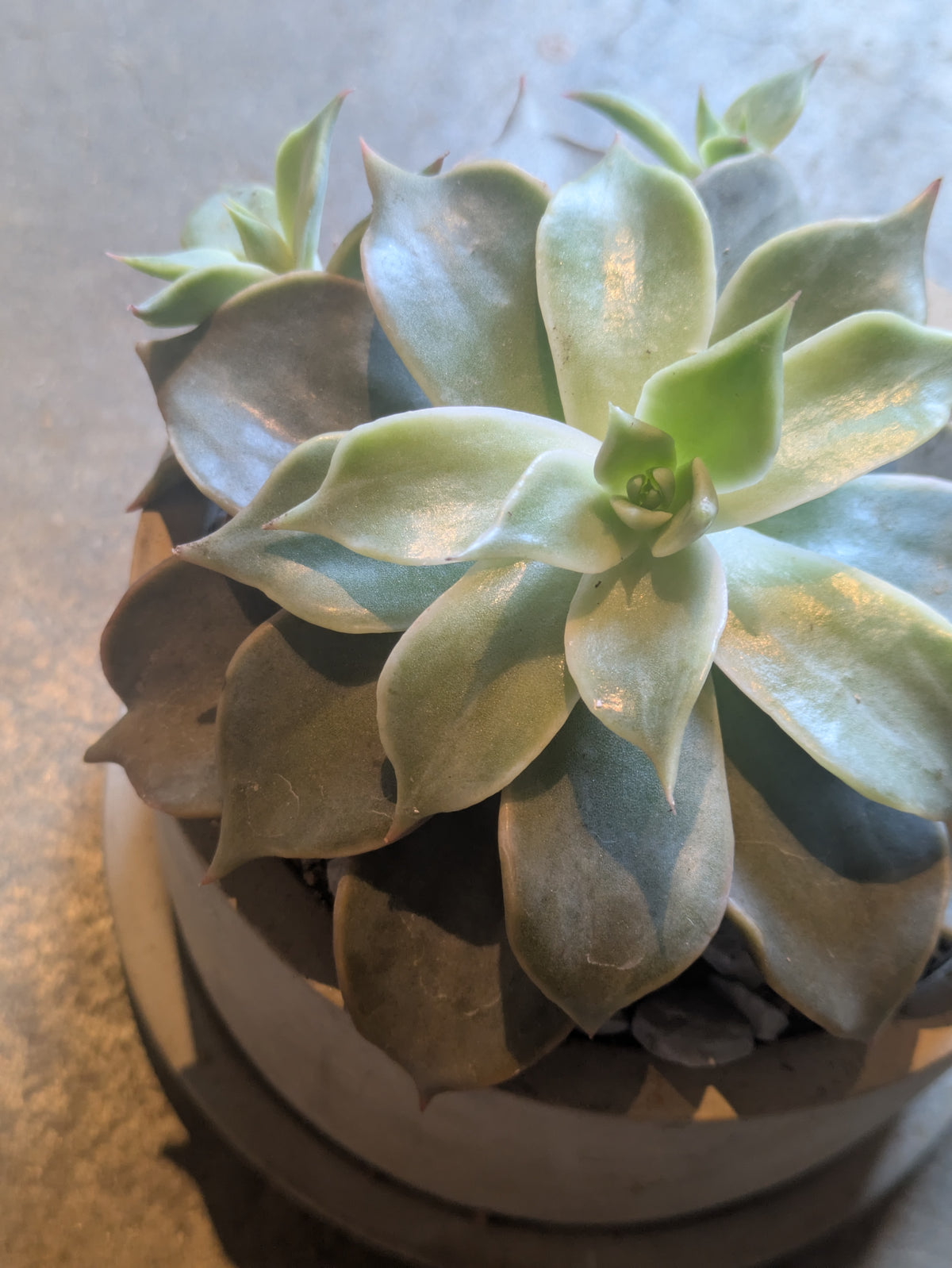 多肉植物 ハオルチア