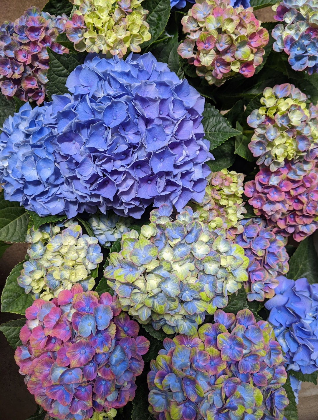 【配送】Hydrangea Pot