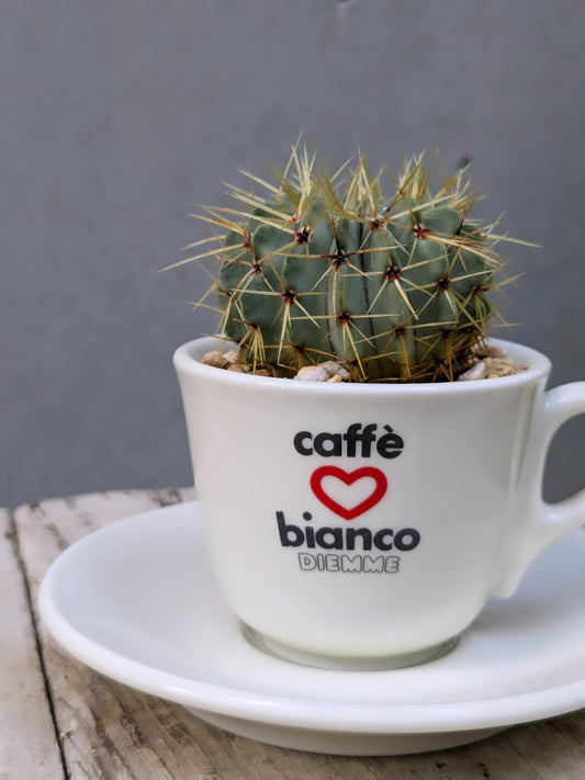 Ginori Cup Cactus