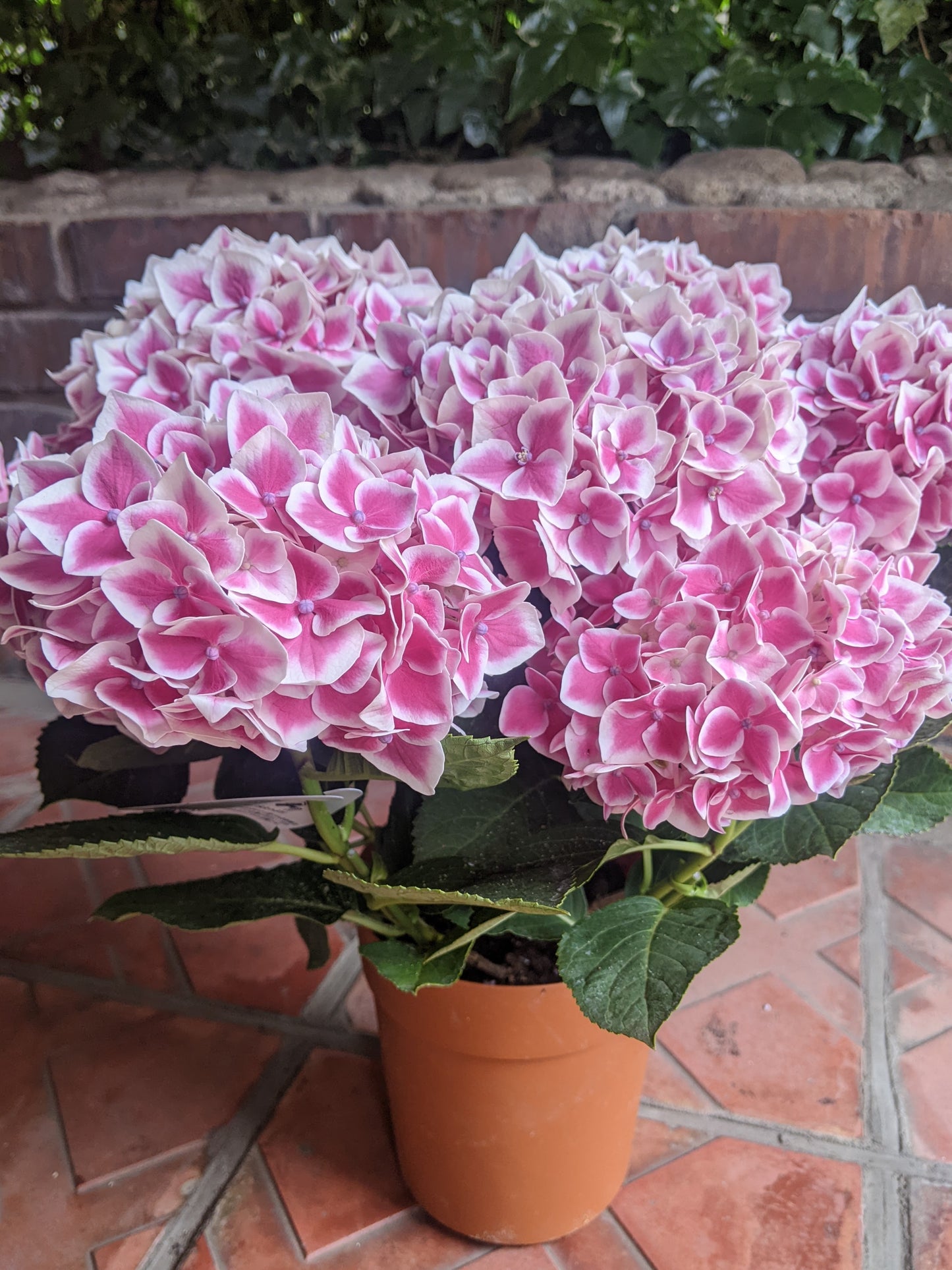 【配送】Hydrangea Pot