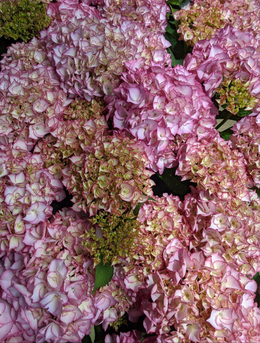 【配送】Hydrangea Pot