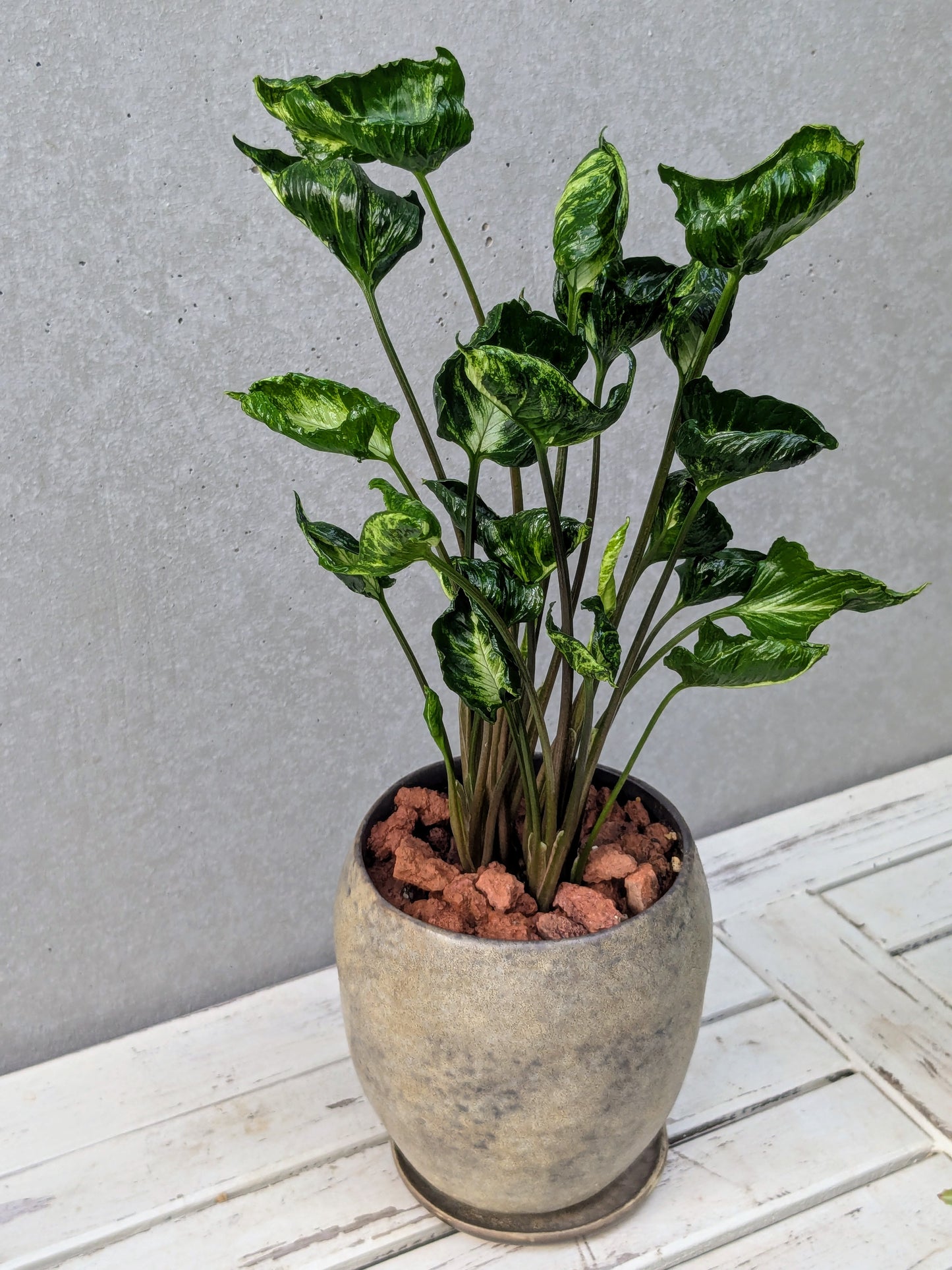 Sygonium Shrink Heart