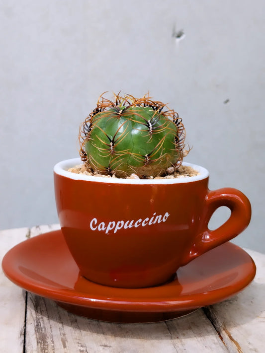 Cappuccino Cactus
