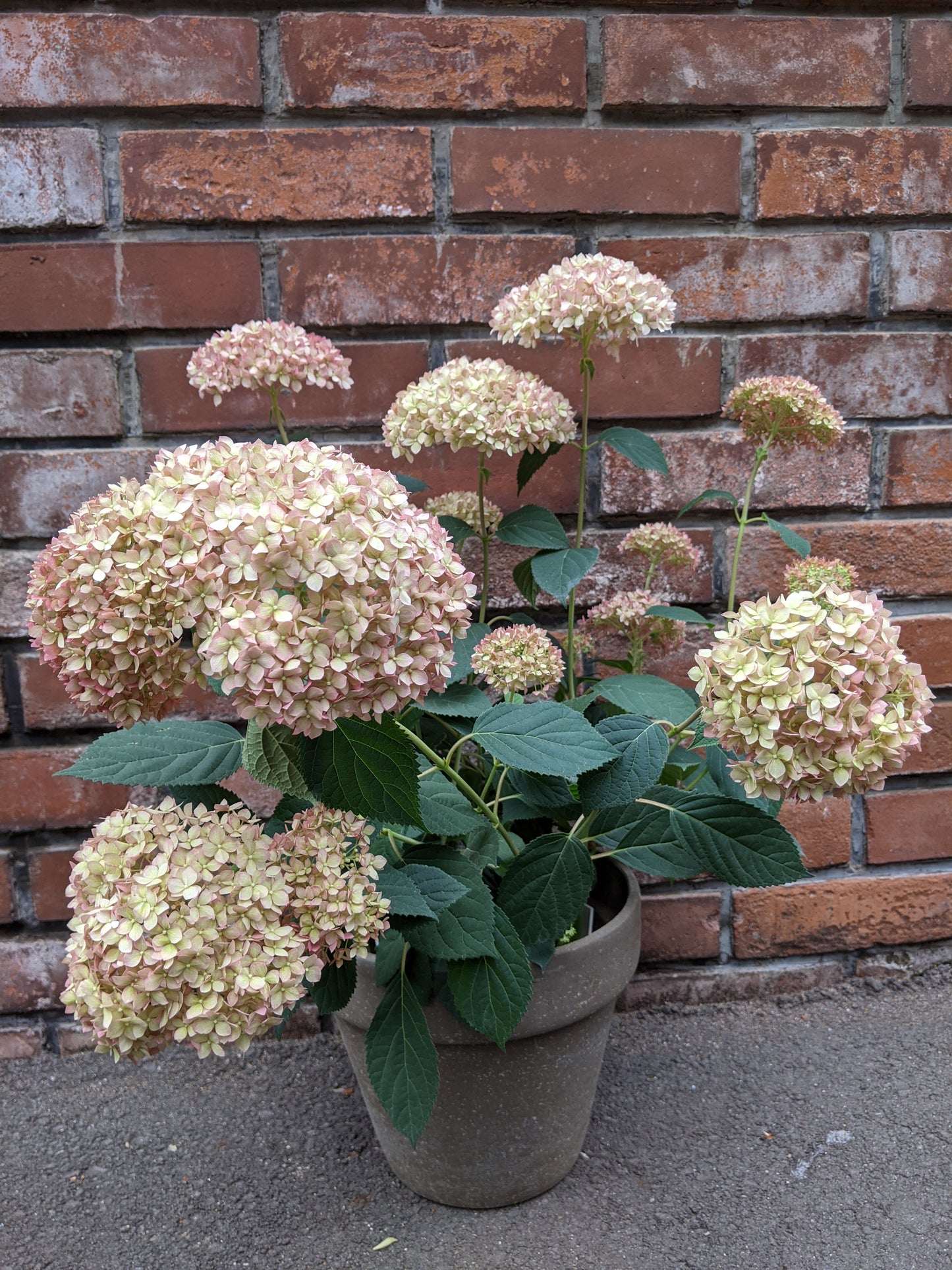【配送】Hydrangea Pot