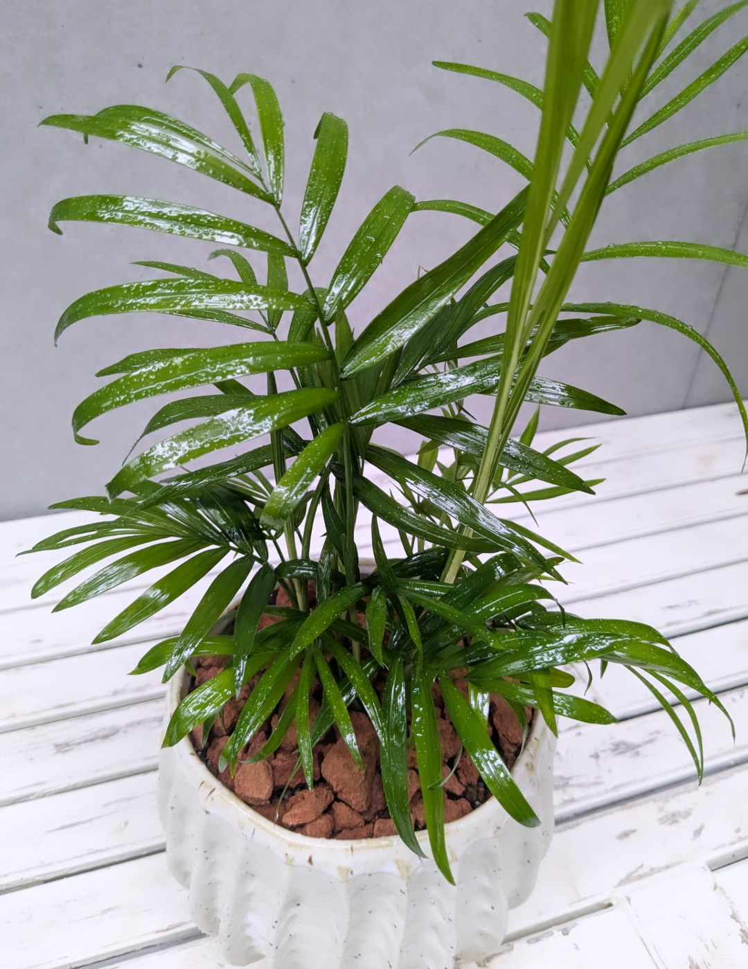 Table Palm