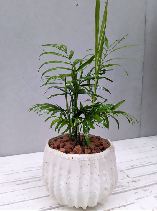 Table Palm