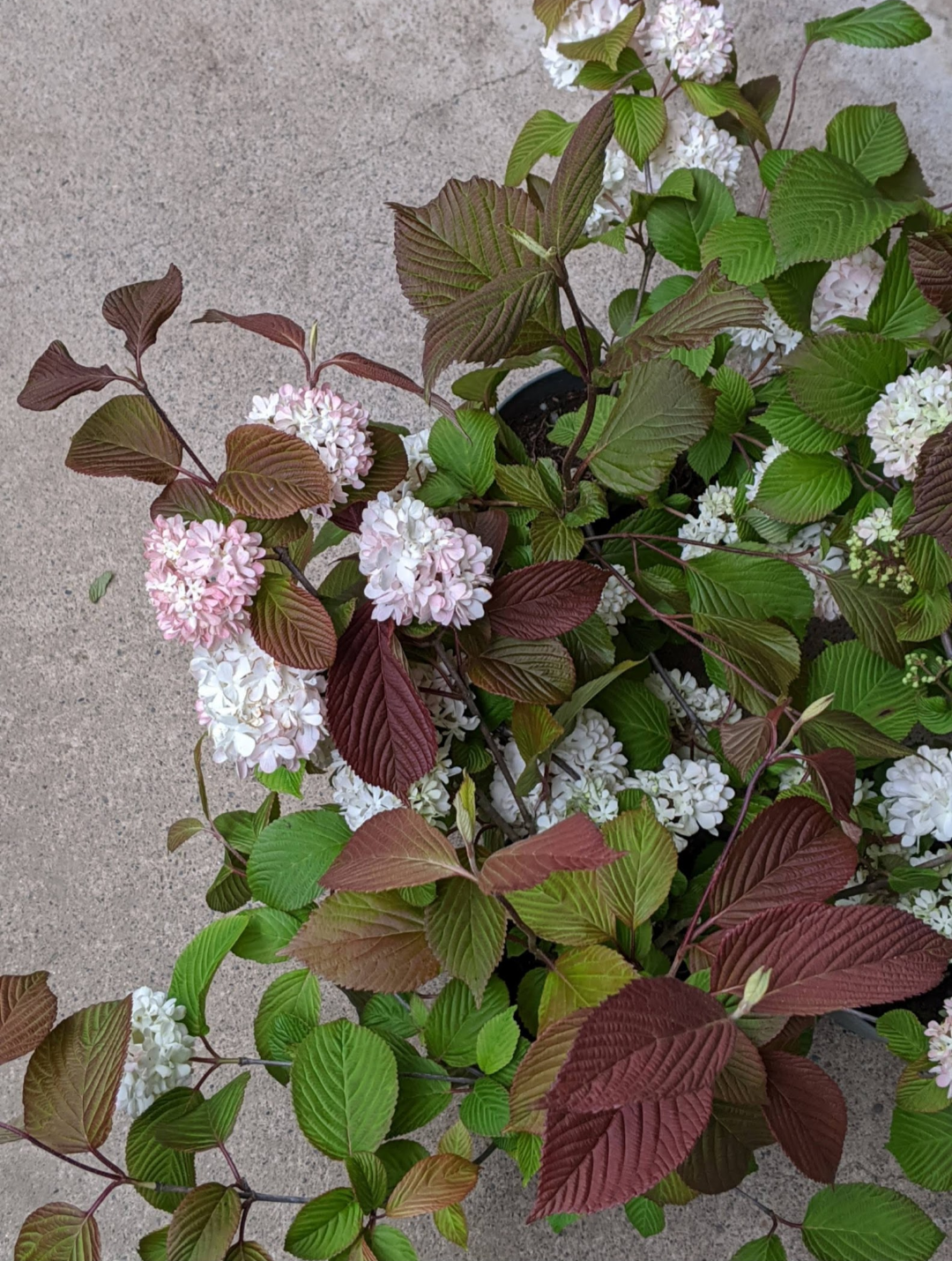 【配送】Hydrangea Pot