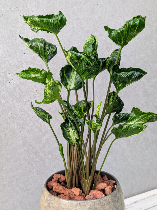 Sygonium Shrink Heart