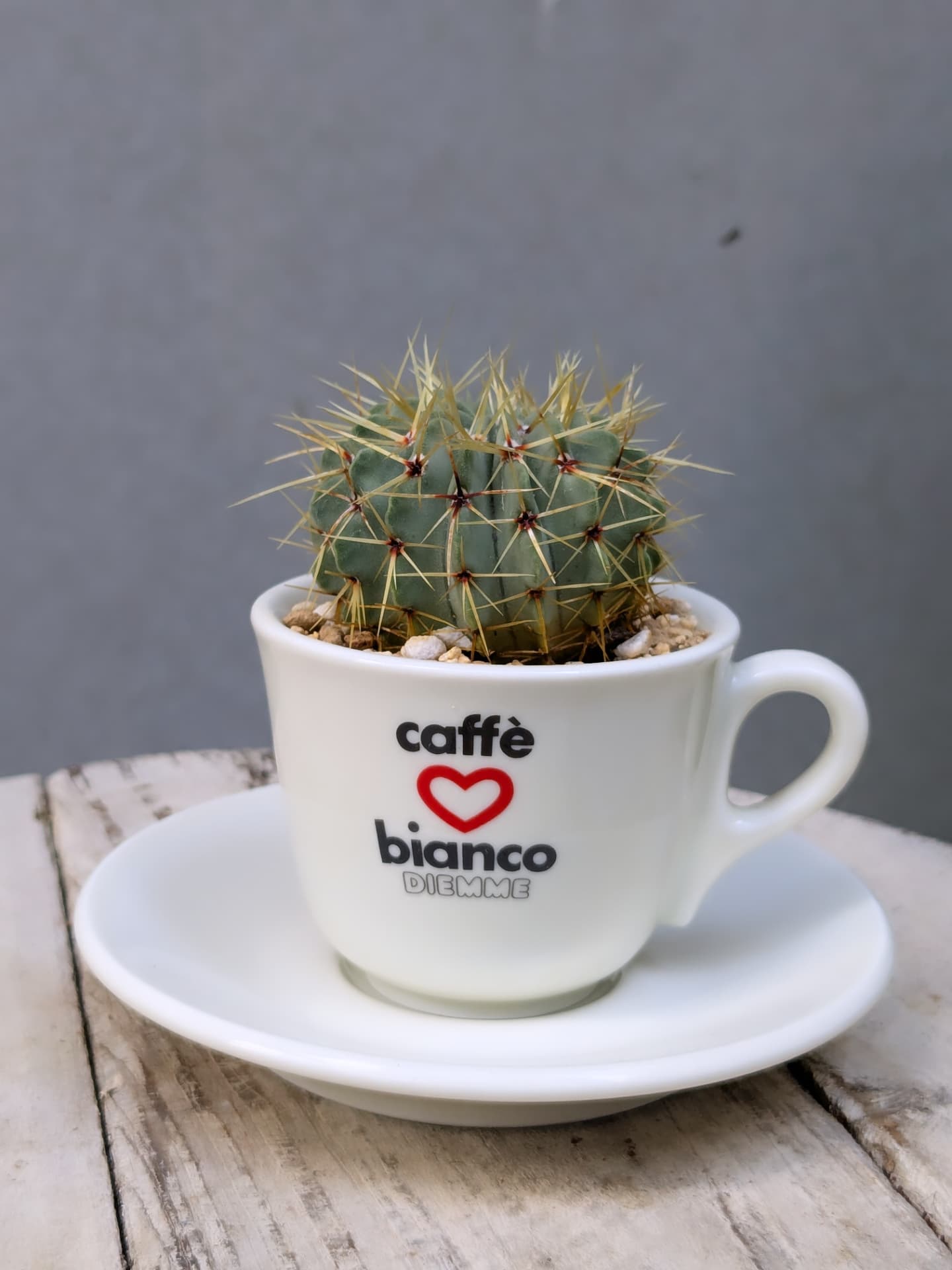 Ginori Cup Cactus