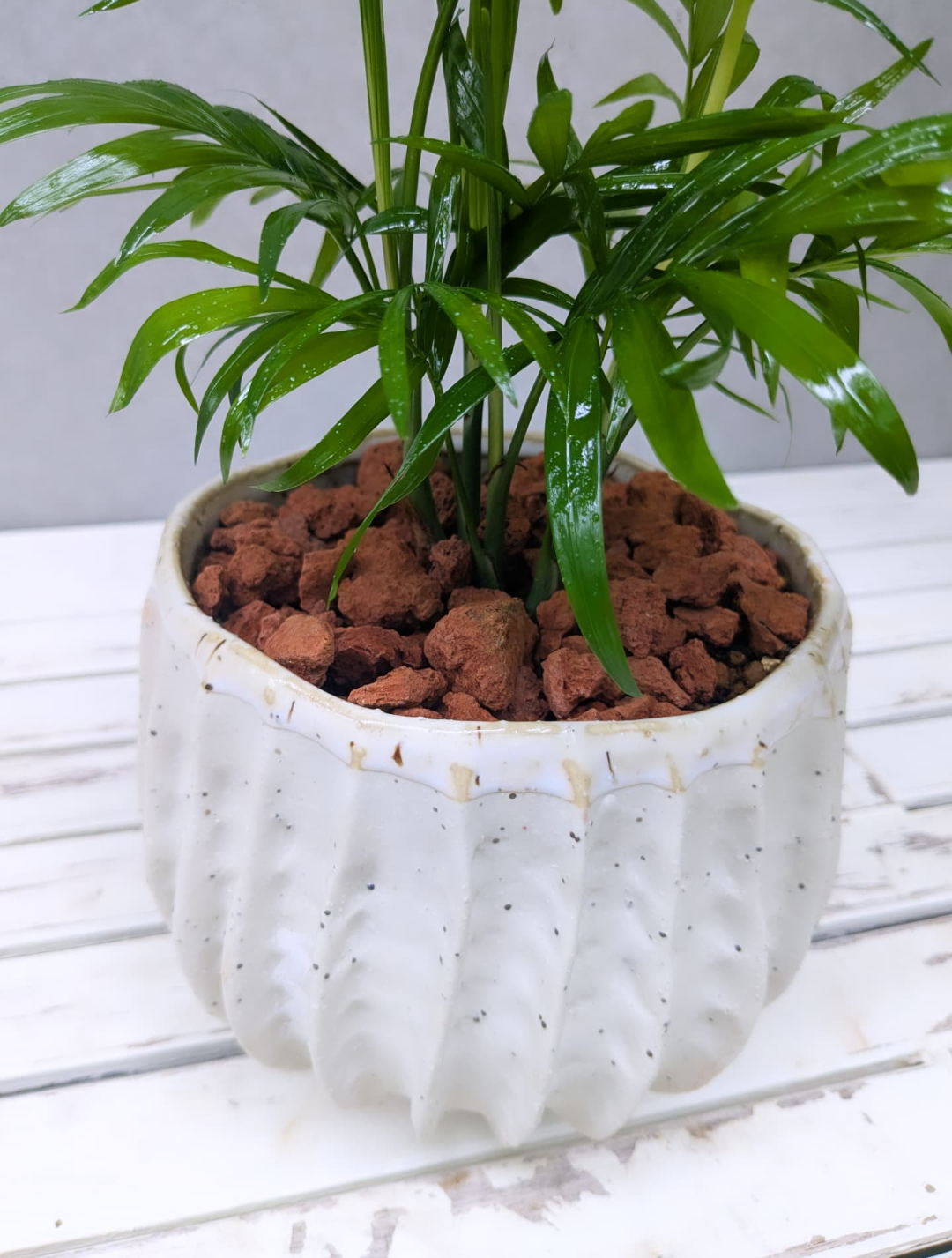 Table Palm