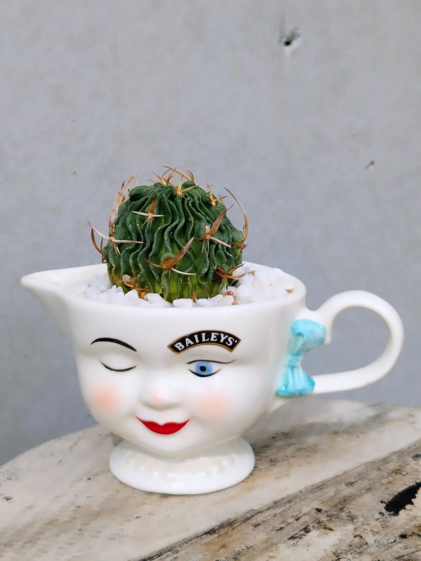 Bailey's Cup Cactus Girl Ver.
