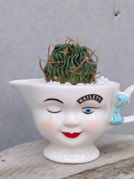 Bailey's Cup Cactus Girl Ver.