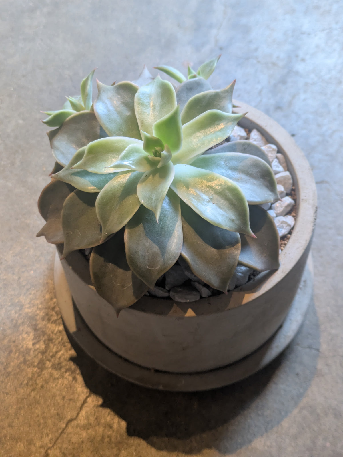 多肉植物 ハオルチア