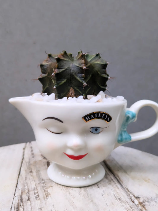 Bailey's Cup Cactus