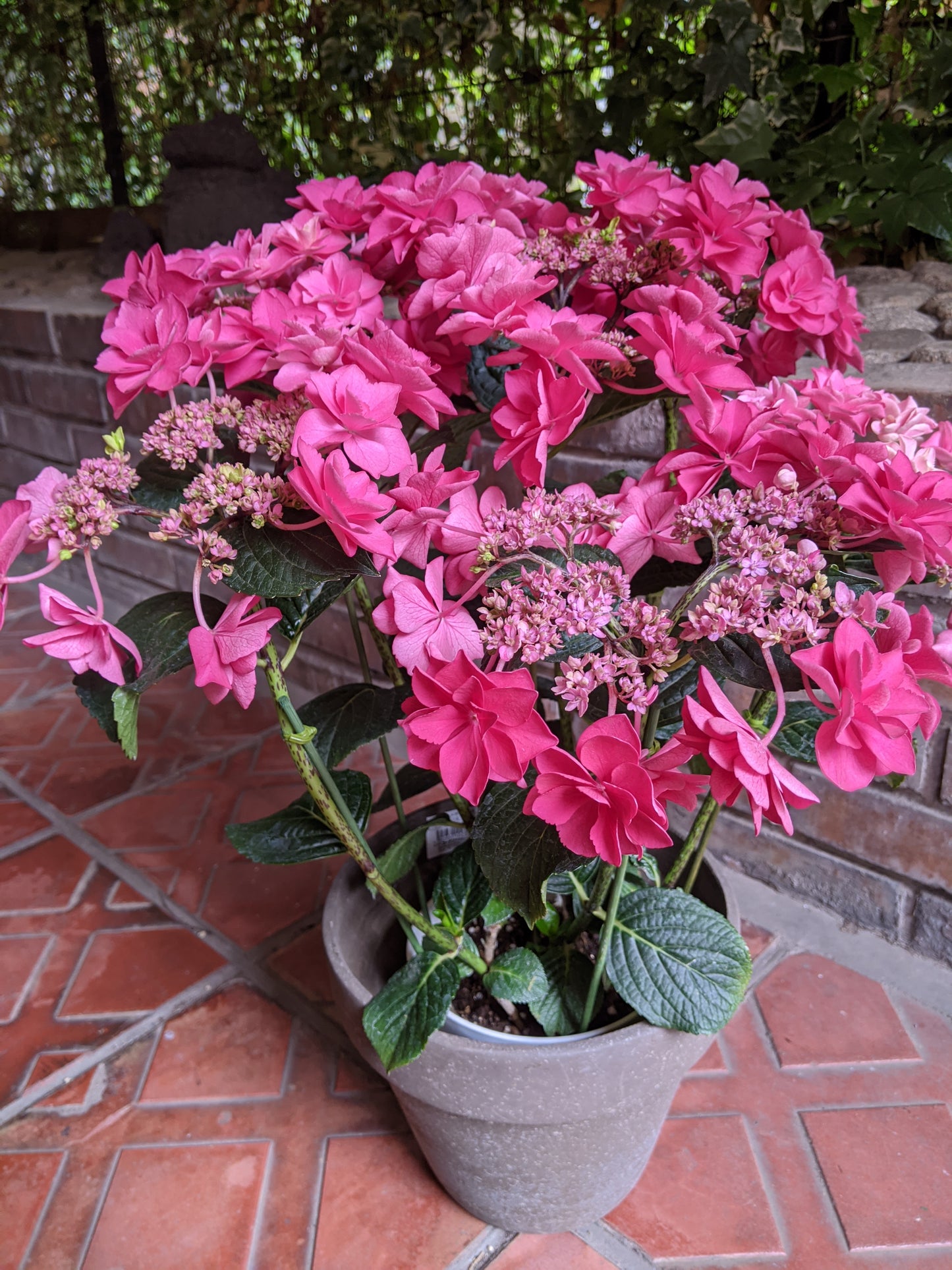 【配送】Hydrangea Pot