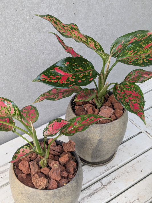 Aglaonema Anyamanee Red