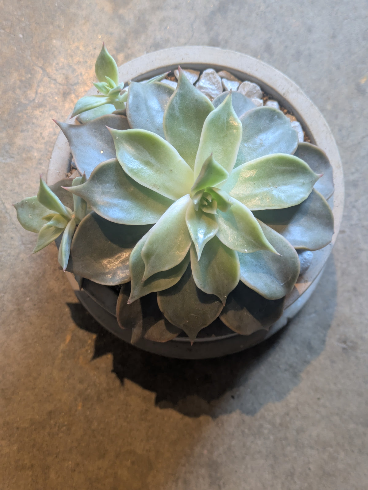 多肉植物 ハオルチア